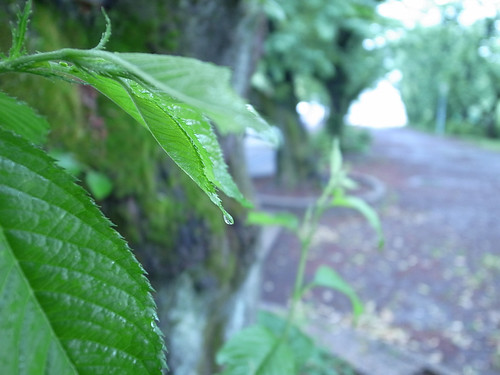 雨の新緑