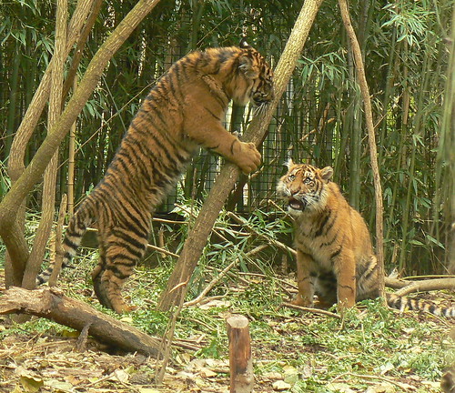 pictures of tigers and cubs. Tiger Cubs Play Fight