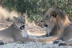 Leonila the lioness yawns
