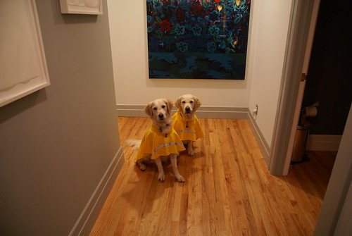 Dogs in Raingear