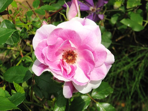 Pink Iceberg Rose. Pink Iceberg Rose. From back garden
