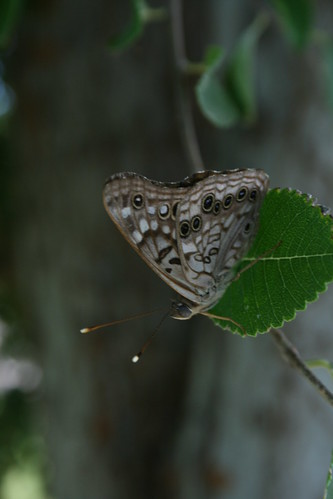 Butterfly, 8/2007