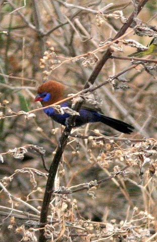 red-headed cordon bleu in acacia