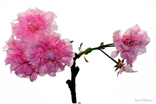 Japanese Sakura flower China