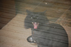 Cat Yawn through the window