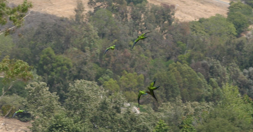parrots in flight