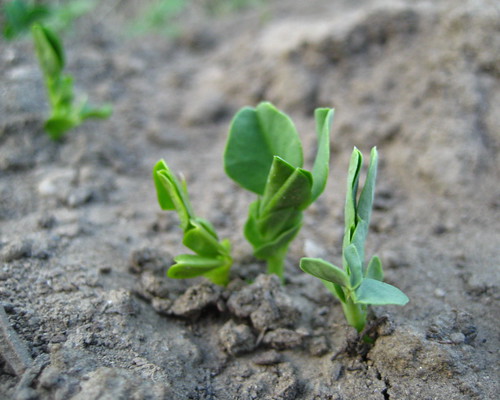 garden #3447: germinating peas
