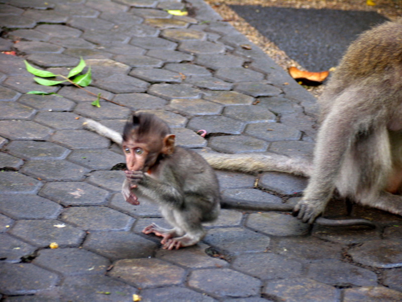 Baby monkey outside Monkey Forest Sanctuary