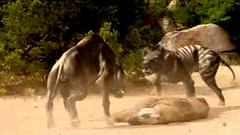 14 entelodon kicks hyenodon ass
