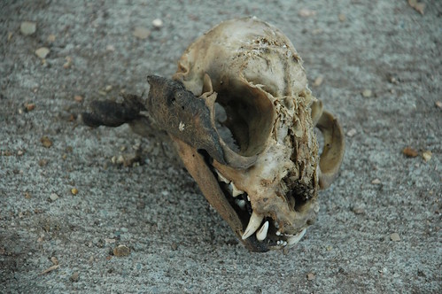 Sidewalk Skull, Westminster Road