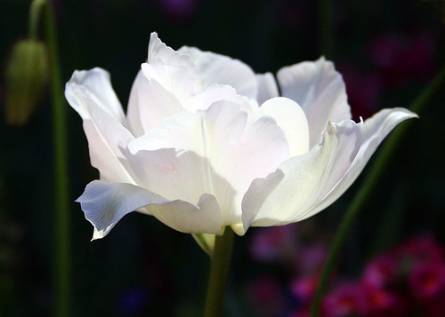 White Flower :)