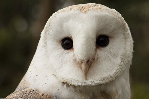 barn owls eyes