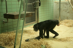 Schimpanse / Chimp