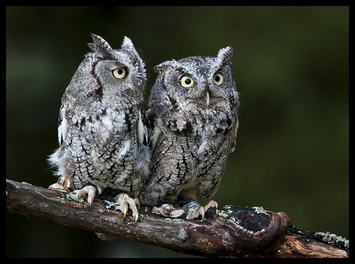 Eastern screech owls 1 by Jen St. Louis