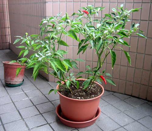 Taipei Pepper Pot
