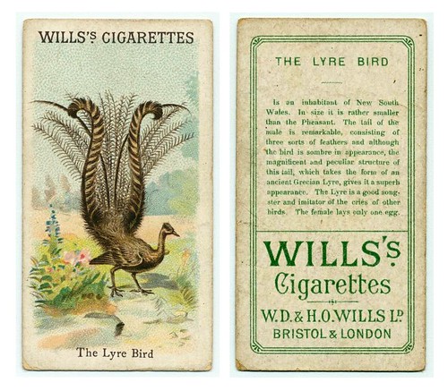 015-The Lyre Bird. (ca. 1893-1902) 
