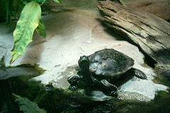 Schildkröte / turtle