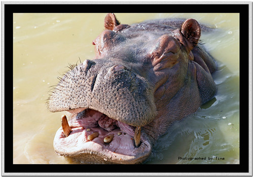 A Laughing Hippo