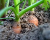 garden #3260: carrot top