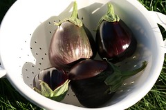 Homegrown Eggplant
