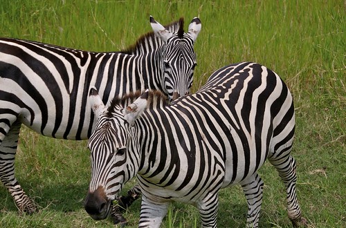 zebra-pair