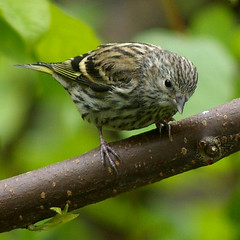 Young Siskin