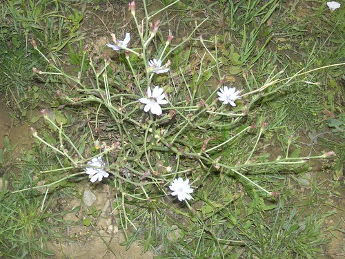 stamnagathi flower