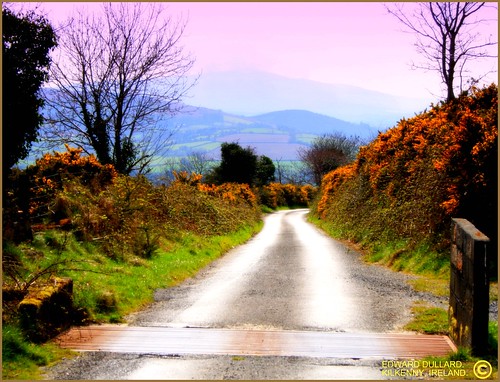 THE OLD BOG ROAD. KILKENNY, IRELAND. by EDWARD DULLARD.