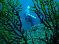 Diver within Sea Fan