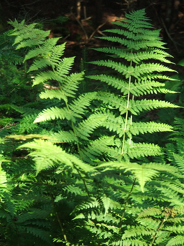 Ferns in the park at Hopewell Rocks, New Brunswick
