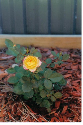 2005 - Rose In My Garden.jpg