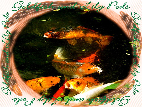 goldfish and lily pods