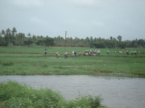 Workers in one of the many rice paddies in Kerala.