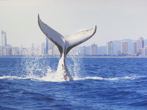 Whale watch, Gold Coast Australia