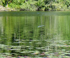 Dragonfly, Thetis Lake, July 2007
