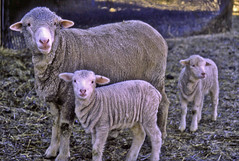 Merino ewe with twins