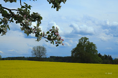 spring fields 2010
