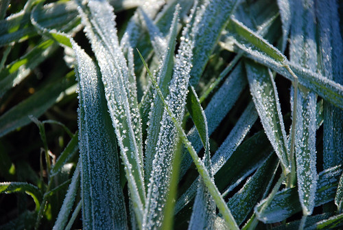 Midmorning frost