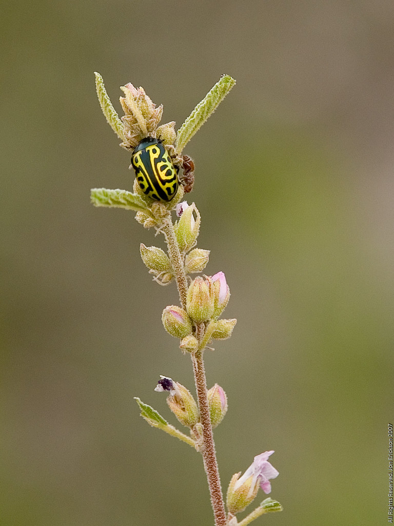 Green Bugs 1