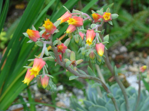 L'Echeveria Derenburgii fiori