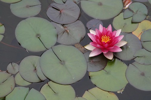 water lily by you.