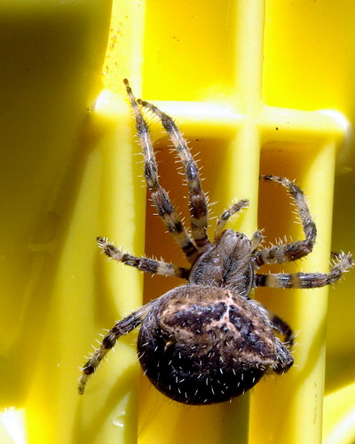 Spider on Yellow