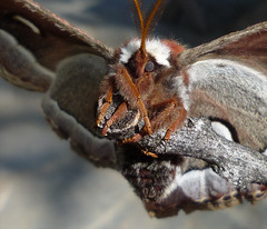 ceanothus silk moth