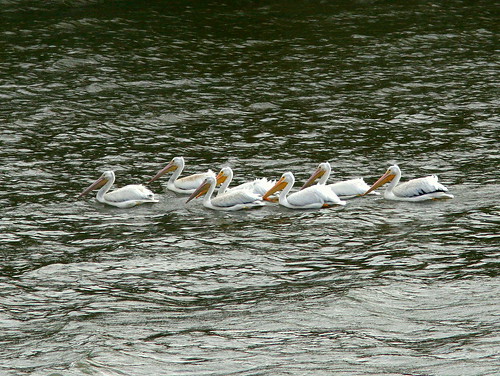 American White Pelicans 20101024