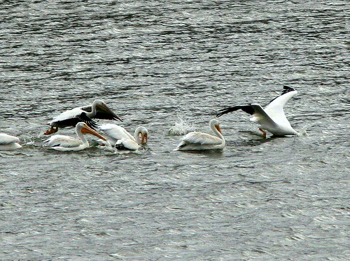 American White Pelicans fishing 20101024