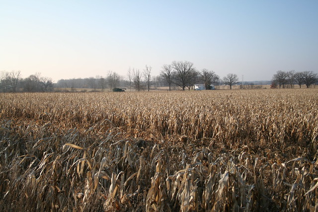 Harvesting Corn, December 2009