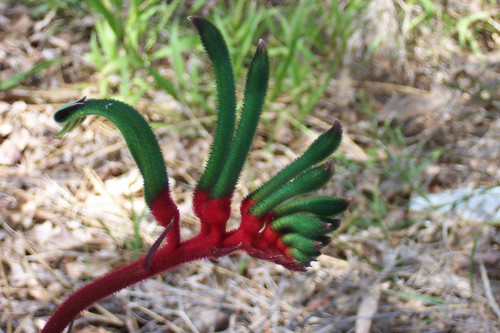 Kangaroo paw flower
