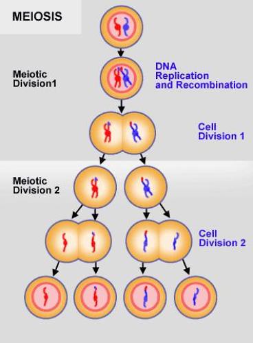 meiosis and mitosis. Meiosis+mitosis+comparison
