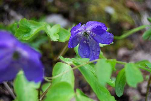 8 - Little Blue Flower
