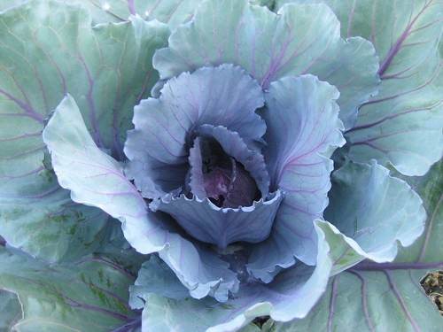 Ruby ball cabbage